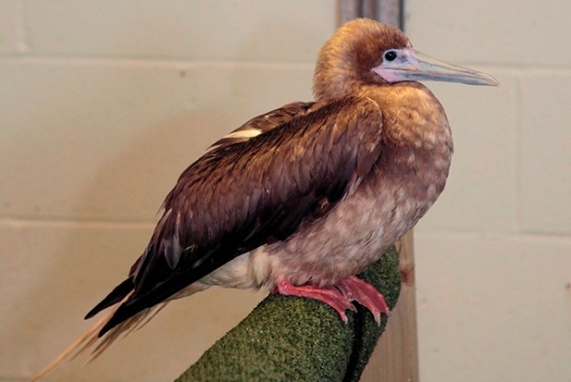 red-footed-booby-pic-cropped-courtesy-rspca