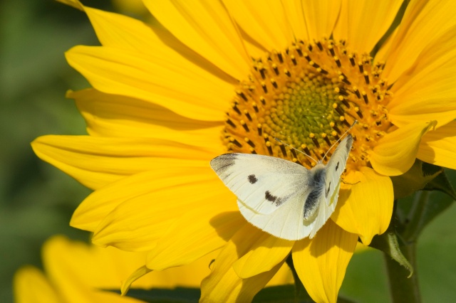 Small White butterfly enjoying the autumn sunshine