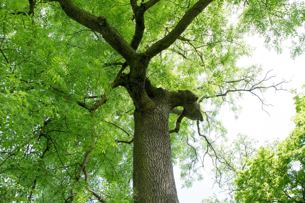 Healthy ash trees form an important part of the UK's tree canopy. Isolated trees are also a feature of hedgerows. Picture: Adobe Stock